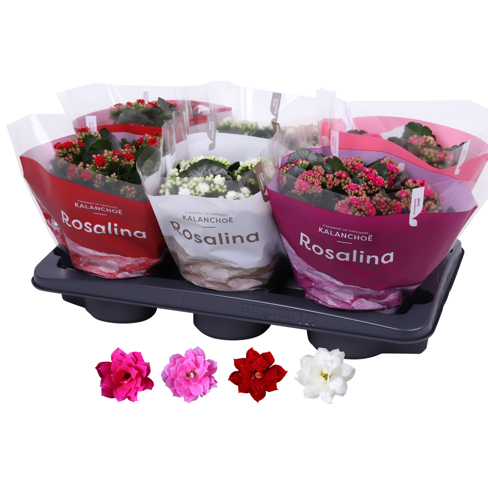 Kalanchoe Rosalina 15cm mix, TST love.