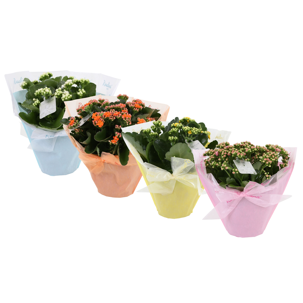 KP-730.4 - Kalanchoe Rosalina 15cm in Pastel Gifts.