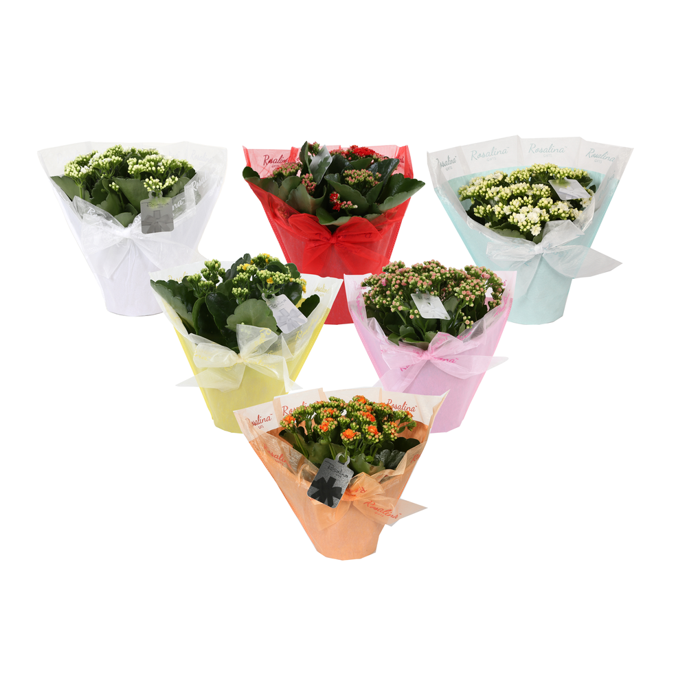 KP-730.1 -Kalanchoe Rosalina 15cm in Pastel Gifts.