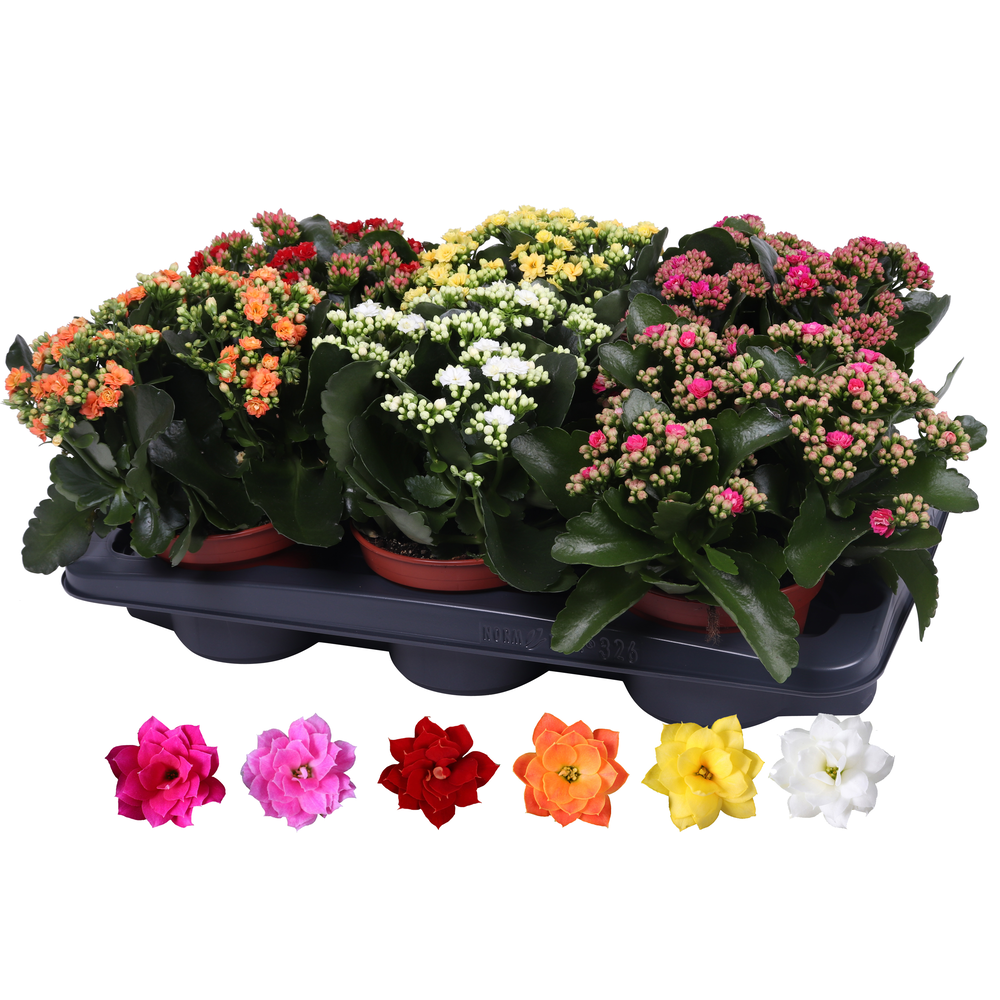 Kalanchoe Rosalina 15cm mix, zonder hoes.
