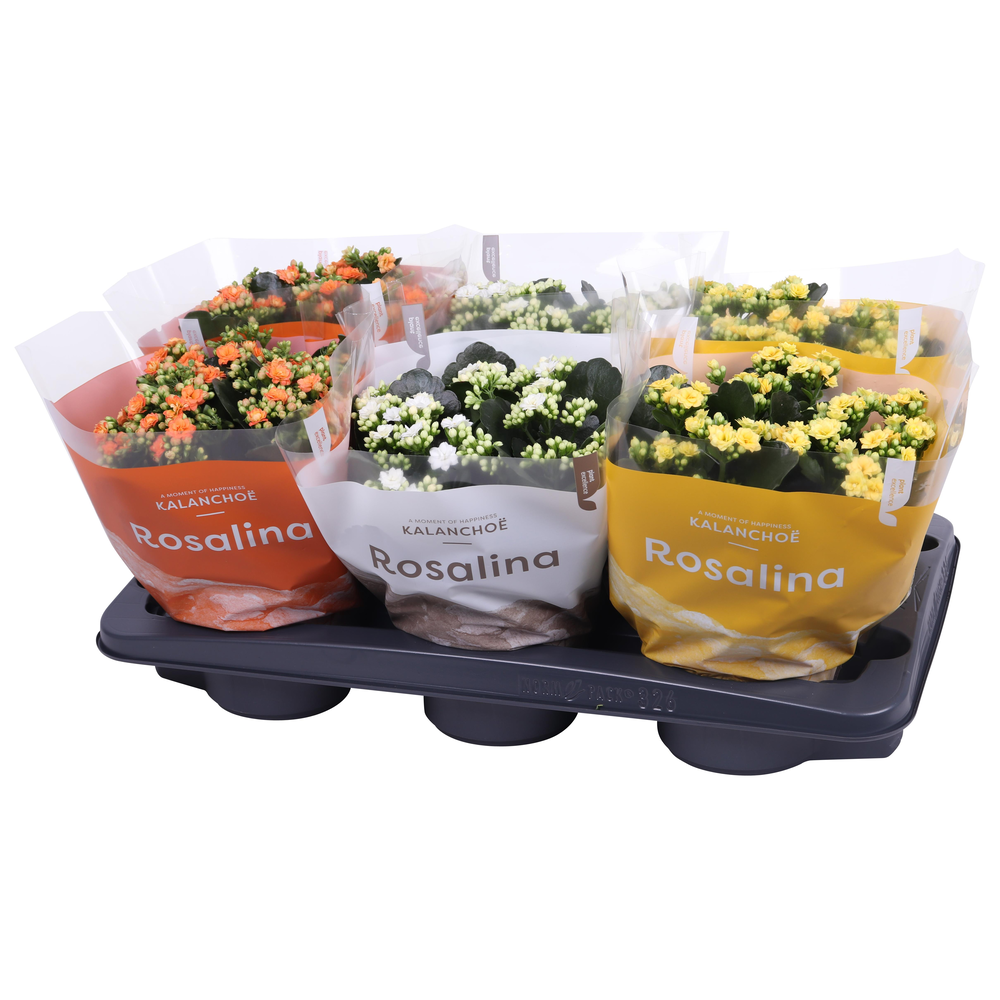 Kalanchoe Rosalina 15cm mix, TST Pasen.