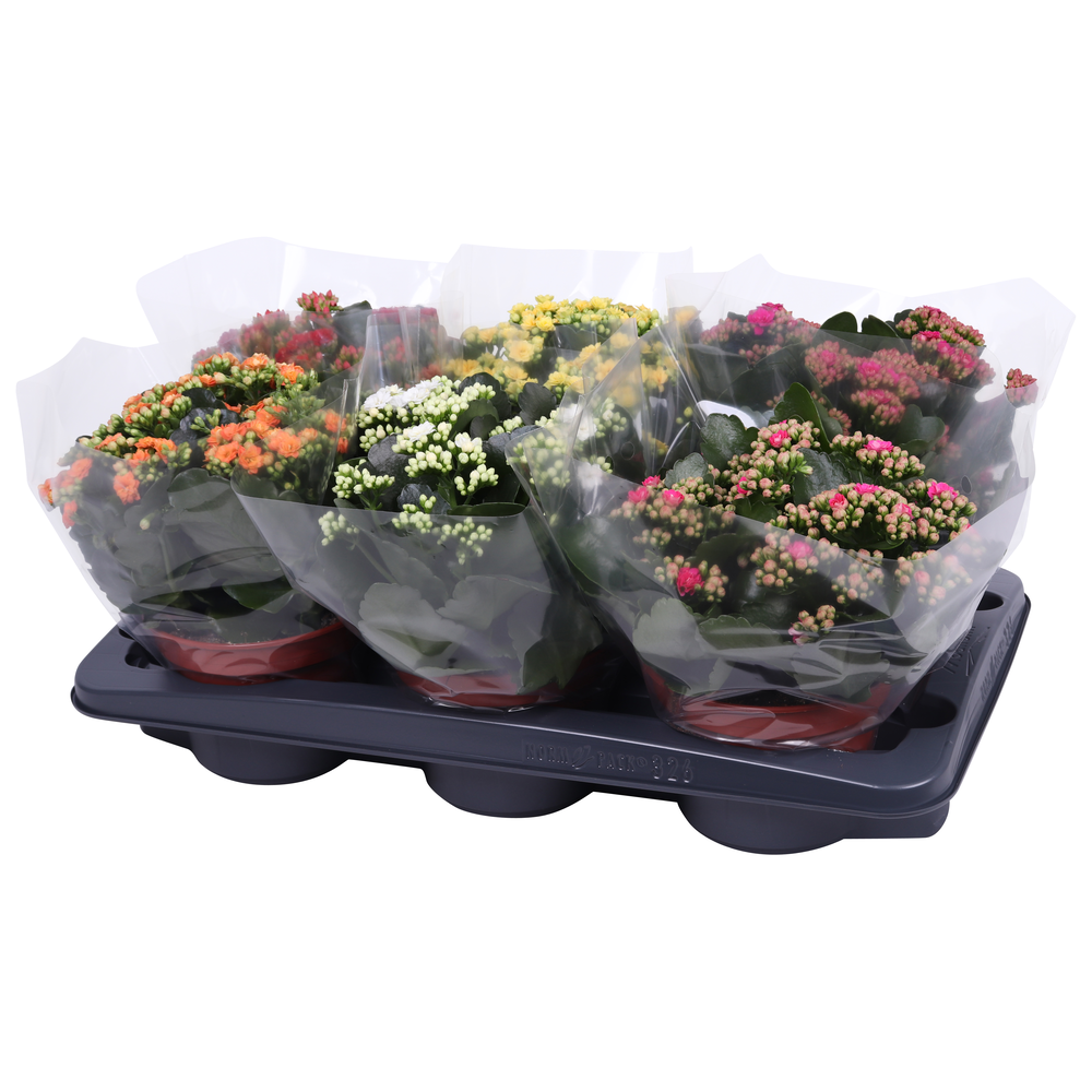 Kalanchoe Rosalina 15cm mix, blanco hoes.