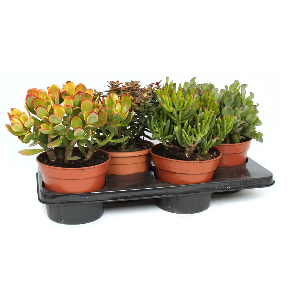 Crassula mix 17 cm.