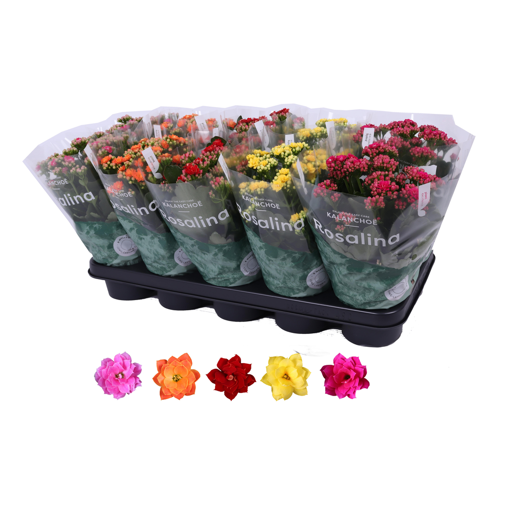 Kalanchoe Rosalina 12cm mix, zonder wit.