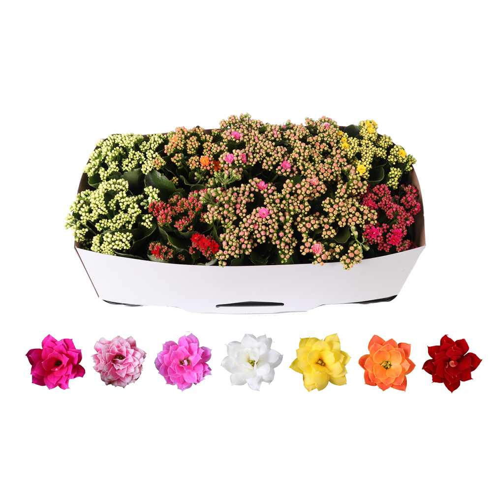 Kalanchoe Rosalina 12cm mix, traykraag.