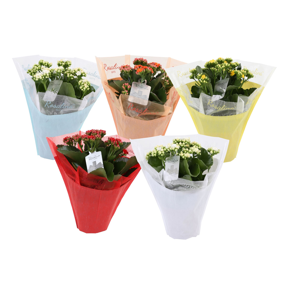 KP-729.1 - Kalanchoe Rosalina 12cm in pastel gifts.