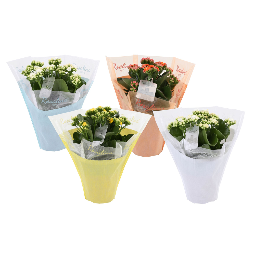 KP-729.4 - Kalanchoe Rosalina 12cm in pastel gifts.