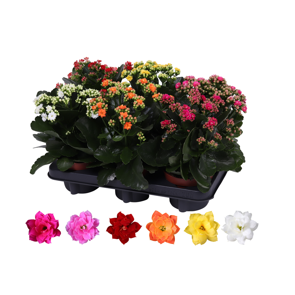 Kalanchoe Rosalina 12cm mix, zonder hoes.