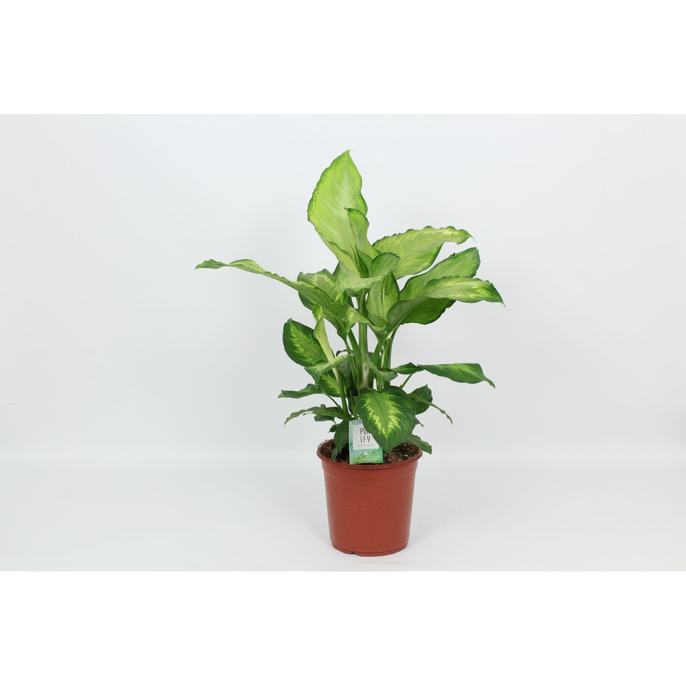 Purify Dieffenbachia Ivory Green 24 cm.