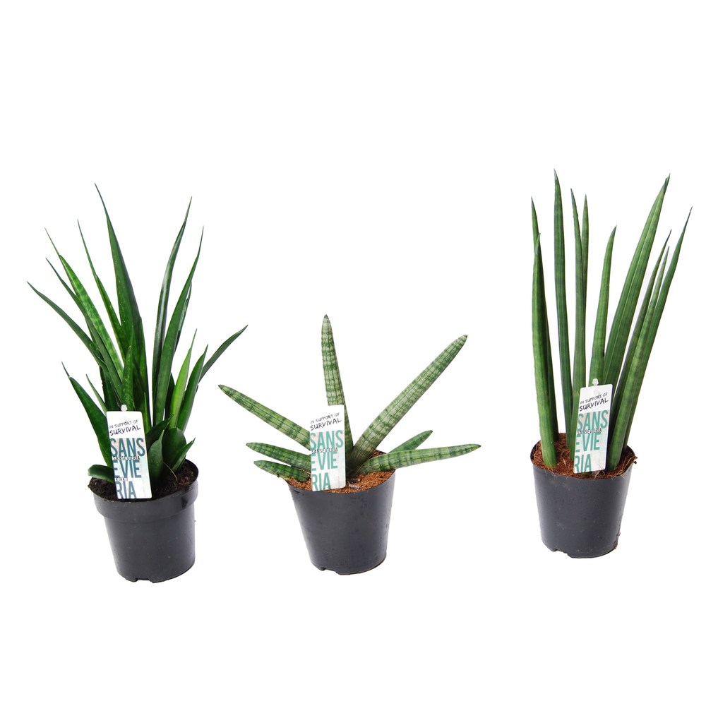 Sansevieria mix Happy: Kirkii-Skyline-Mikado.