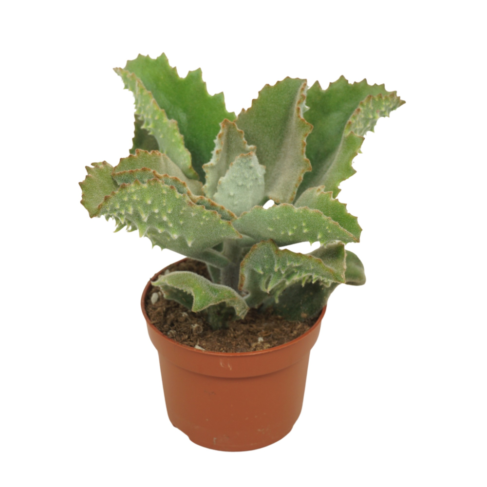 Kalanchoë beharensis 10,5 cm.
