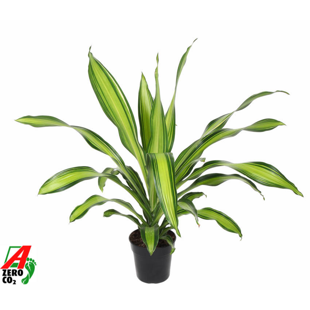 Dracaena Charley kopstek P21.