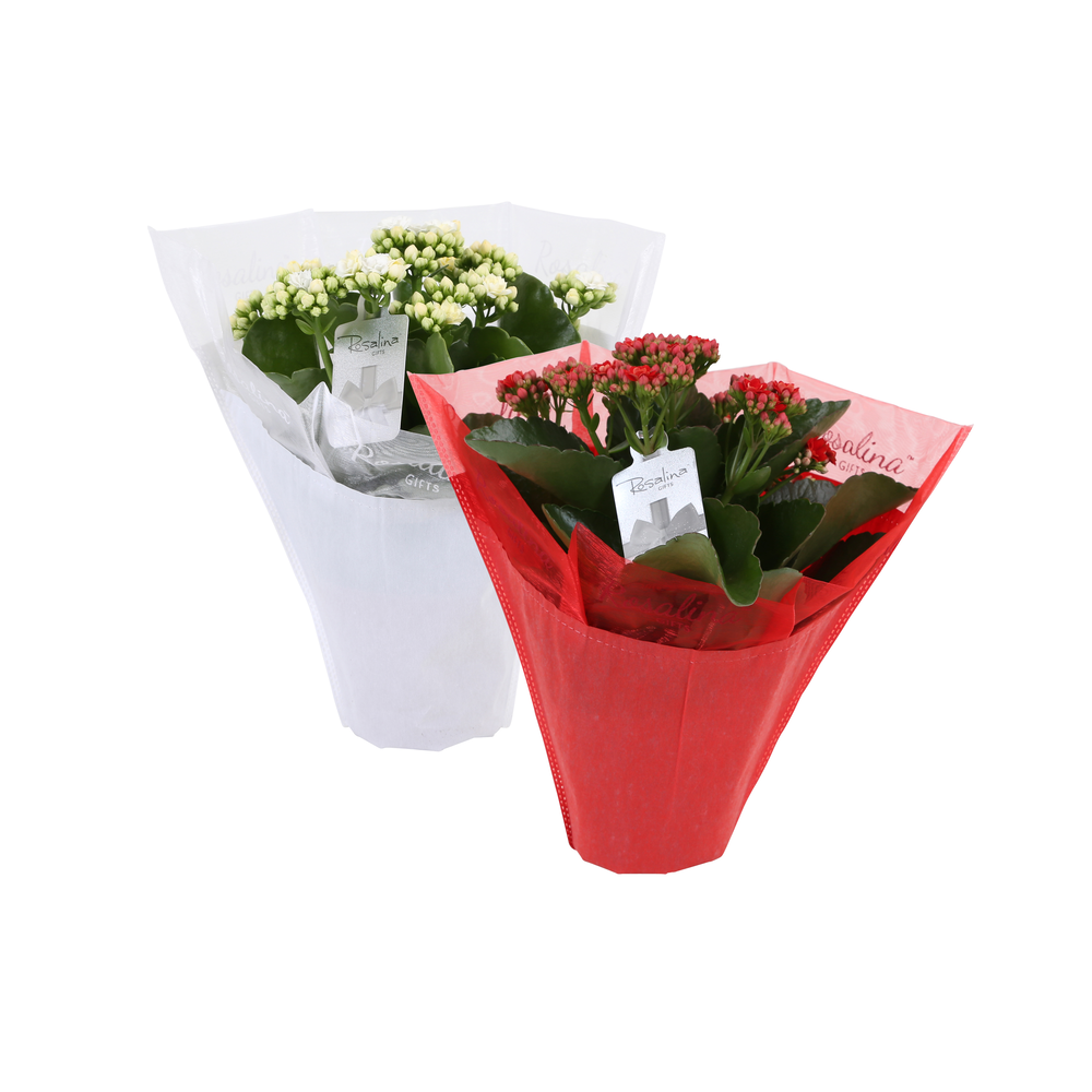 Kp-729.2 - Kalanchoe Rosalina rd/wt 12cm Gifts met.