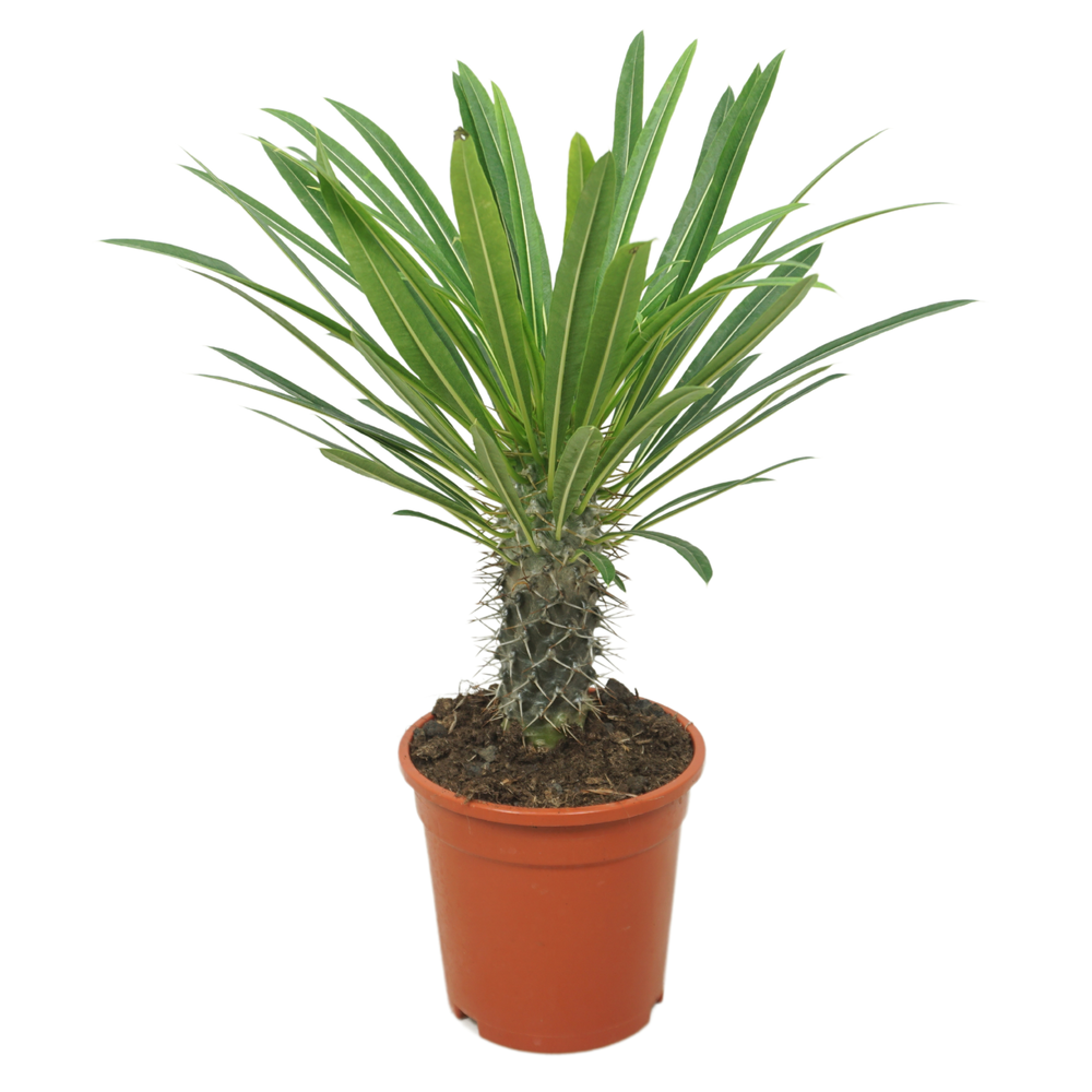 Pachypodium lamerei 17 cm.