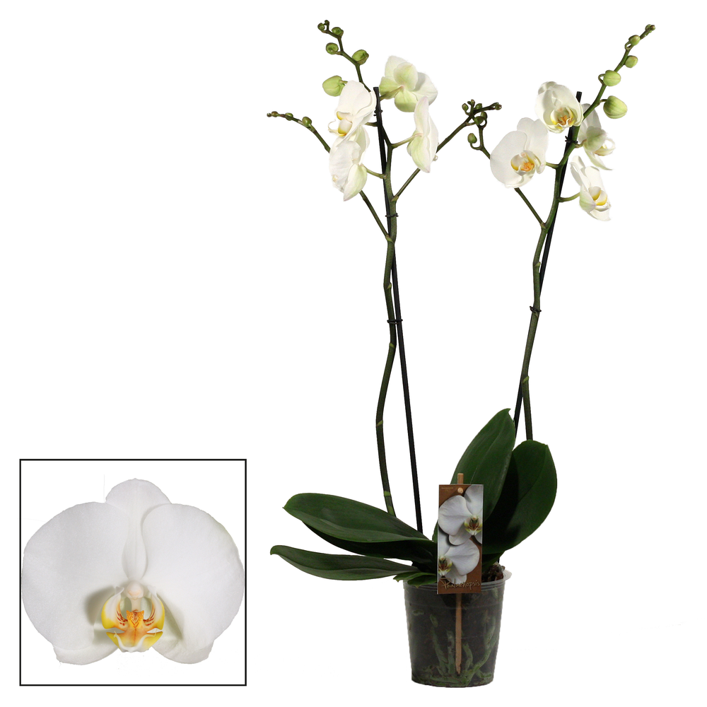 Phalaenopsis 2 tak wit.