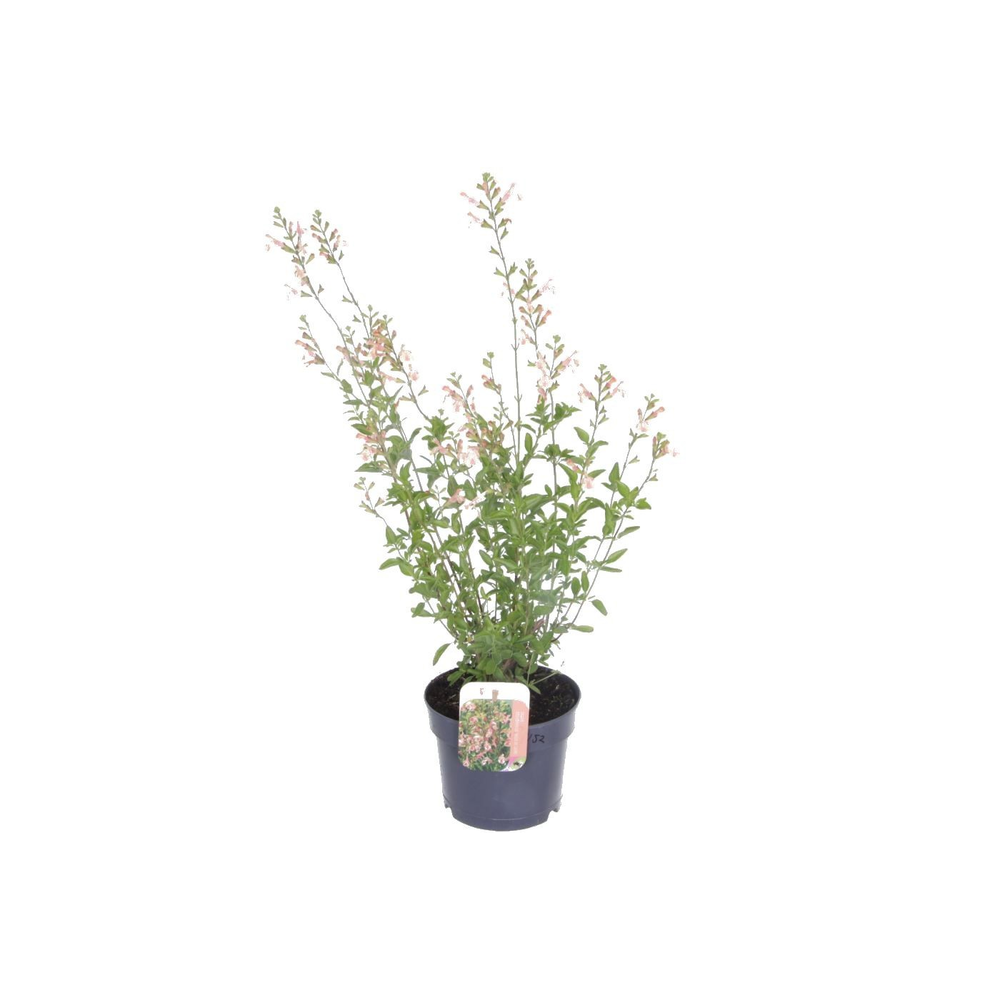 Salvia microphylla Belle de Loire.