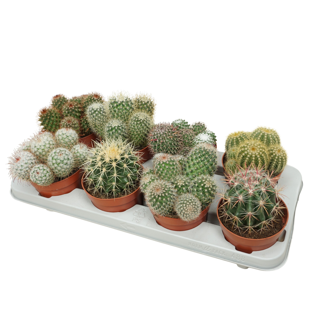 Bolcactus mix 12 cm.