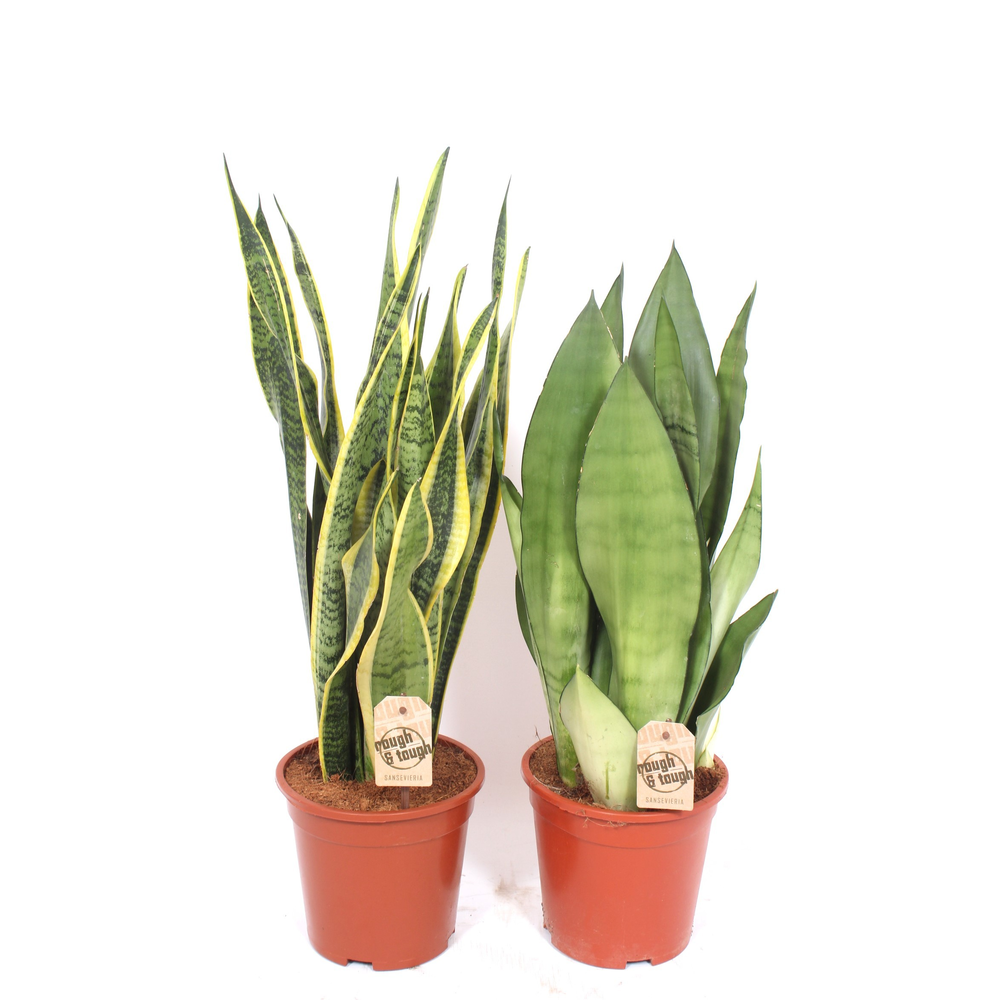 Sansevieria mix.