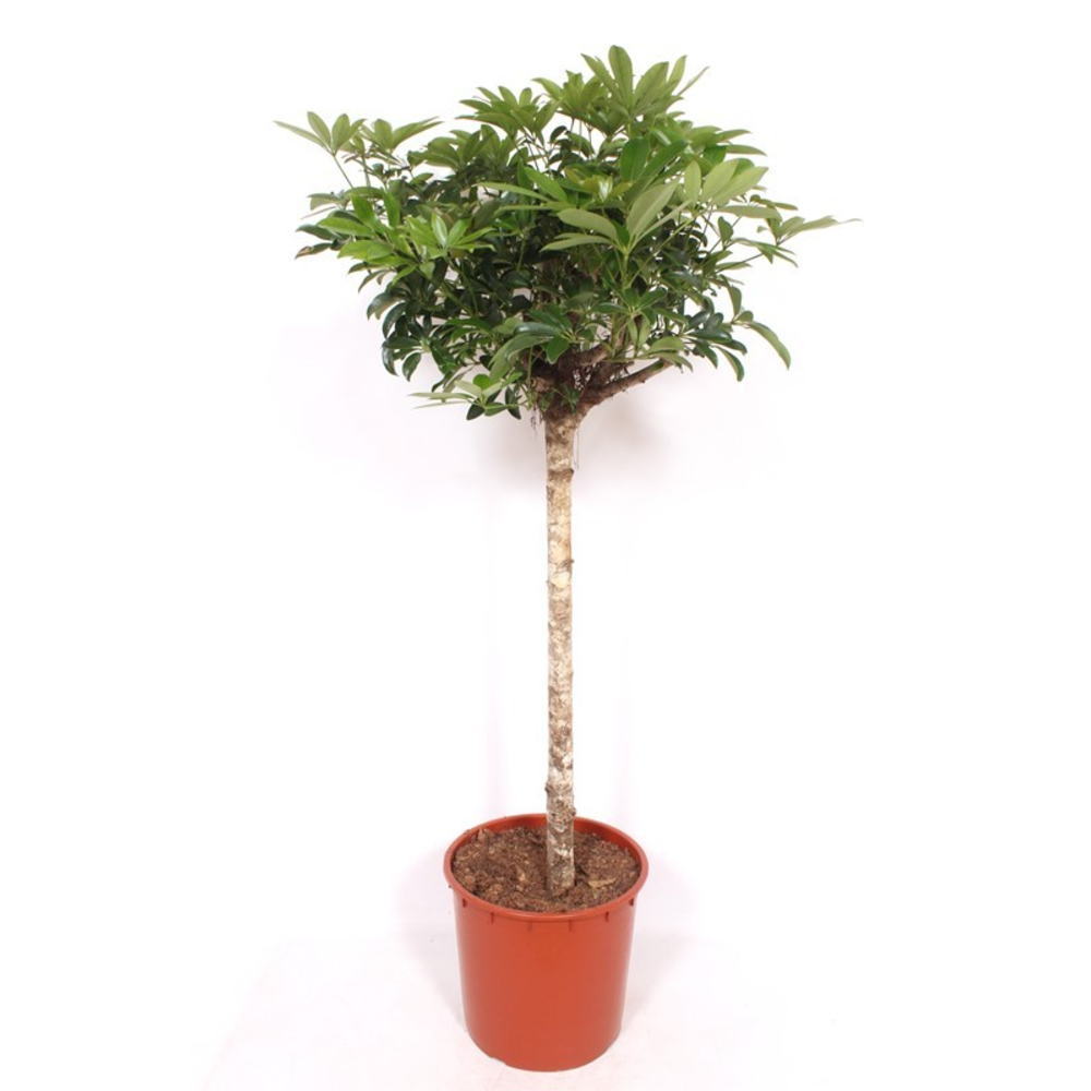 Schefflera arboricola 'Compacta'.