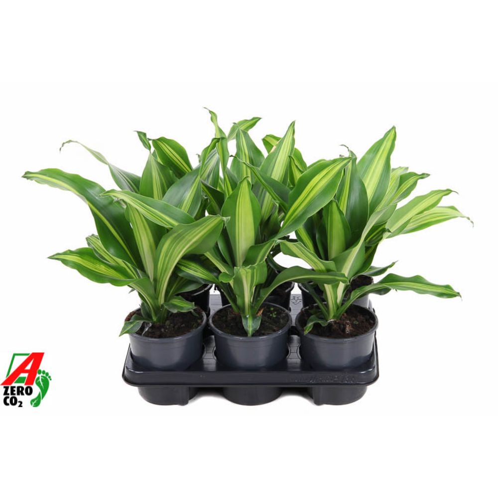 Dracaena Burley kopstek P13.