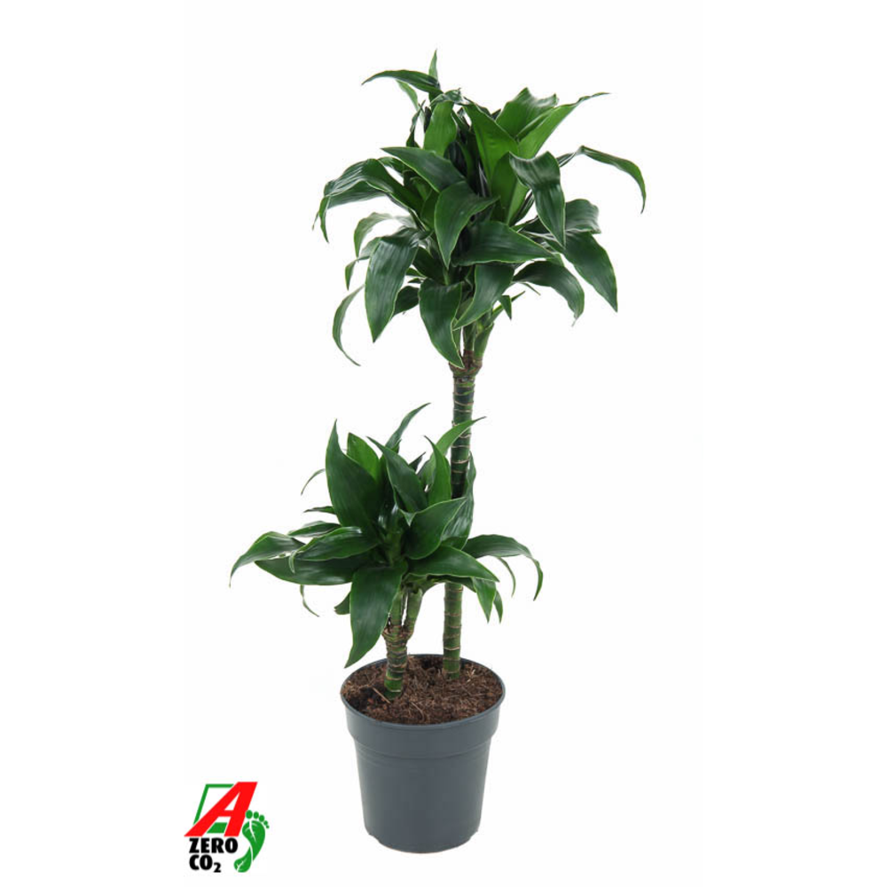 Dracaena Tatuade 45-15.