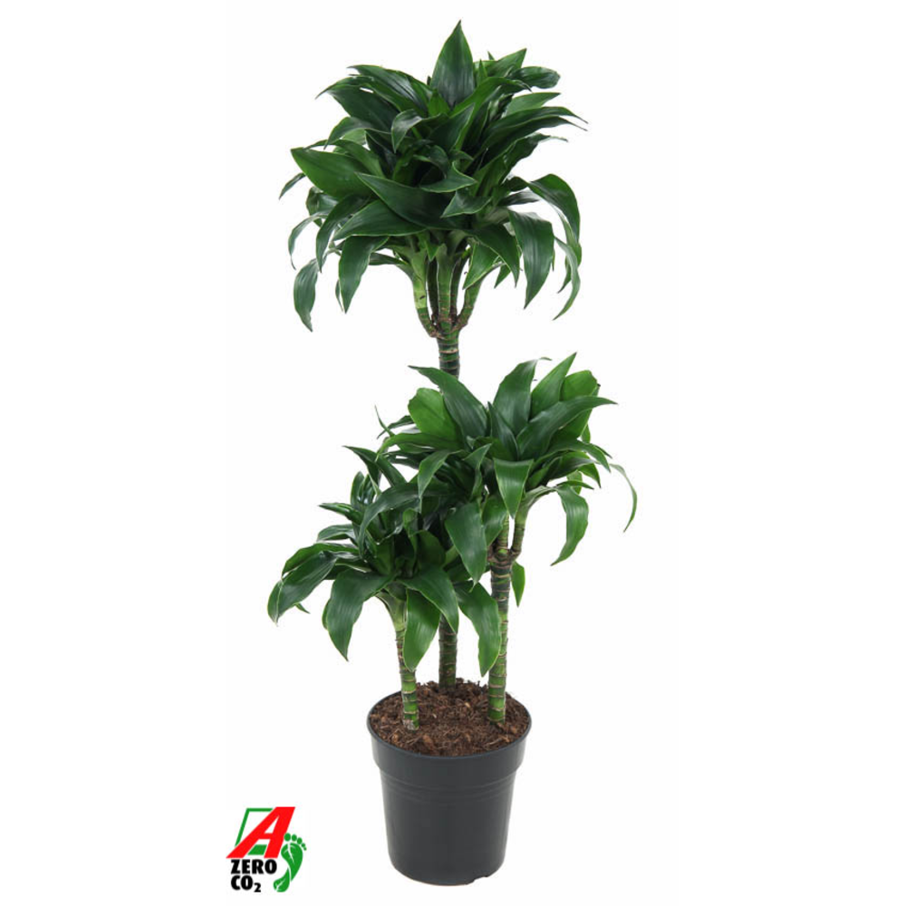 Dracaena Tatuade 60-30-15.