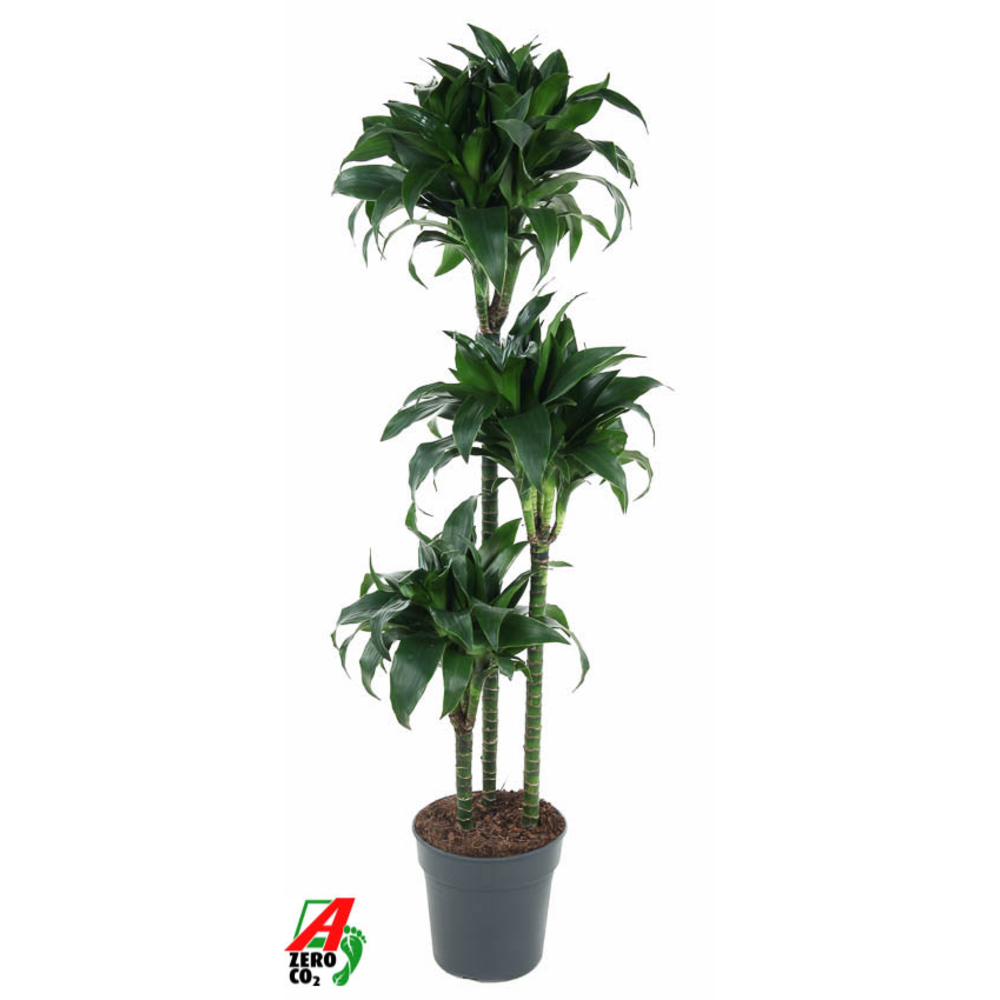 Dracaena Tatuade 90-60-30.
