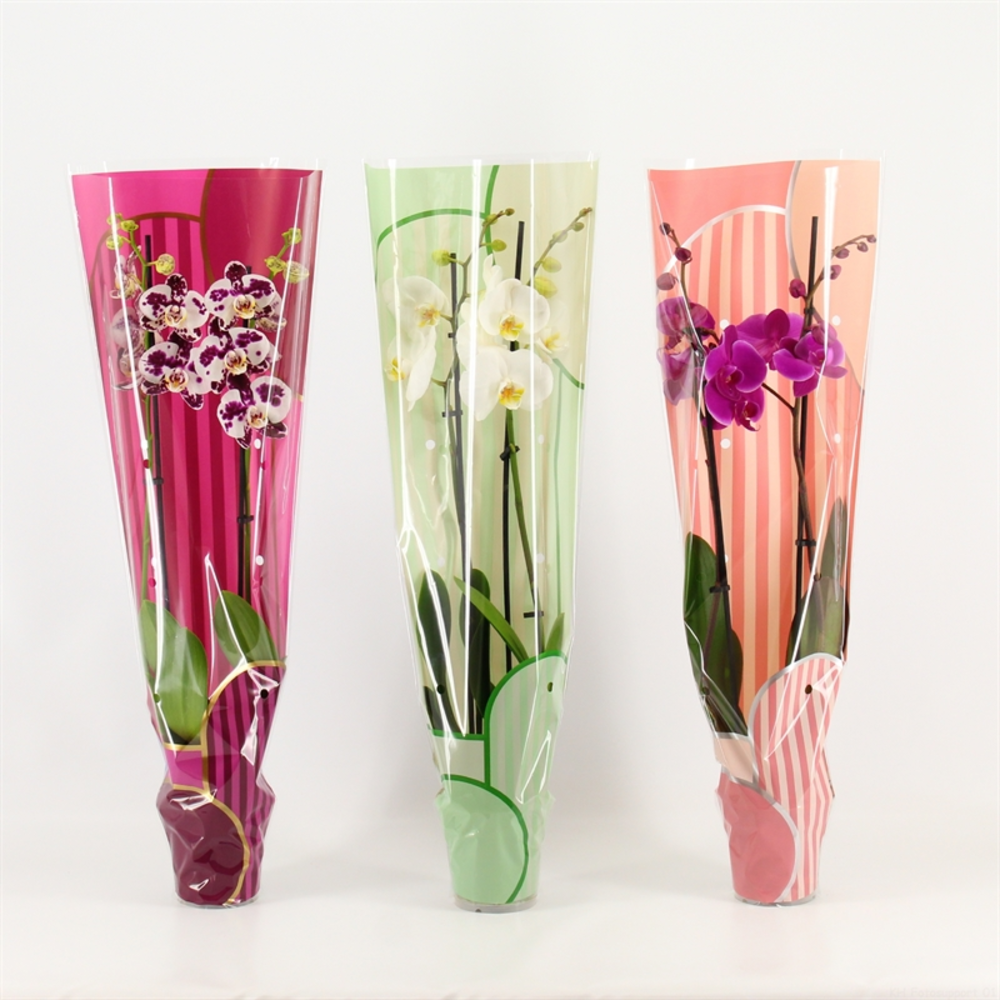Phalaenopsis gemengd 2 tak gemengd in Leandra hoes.