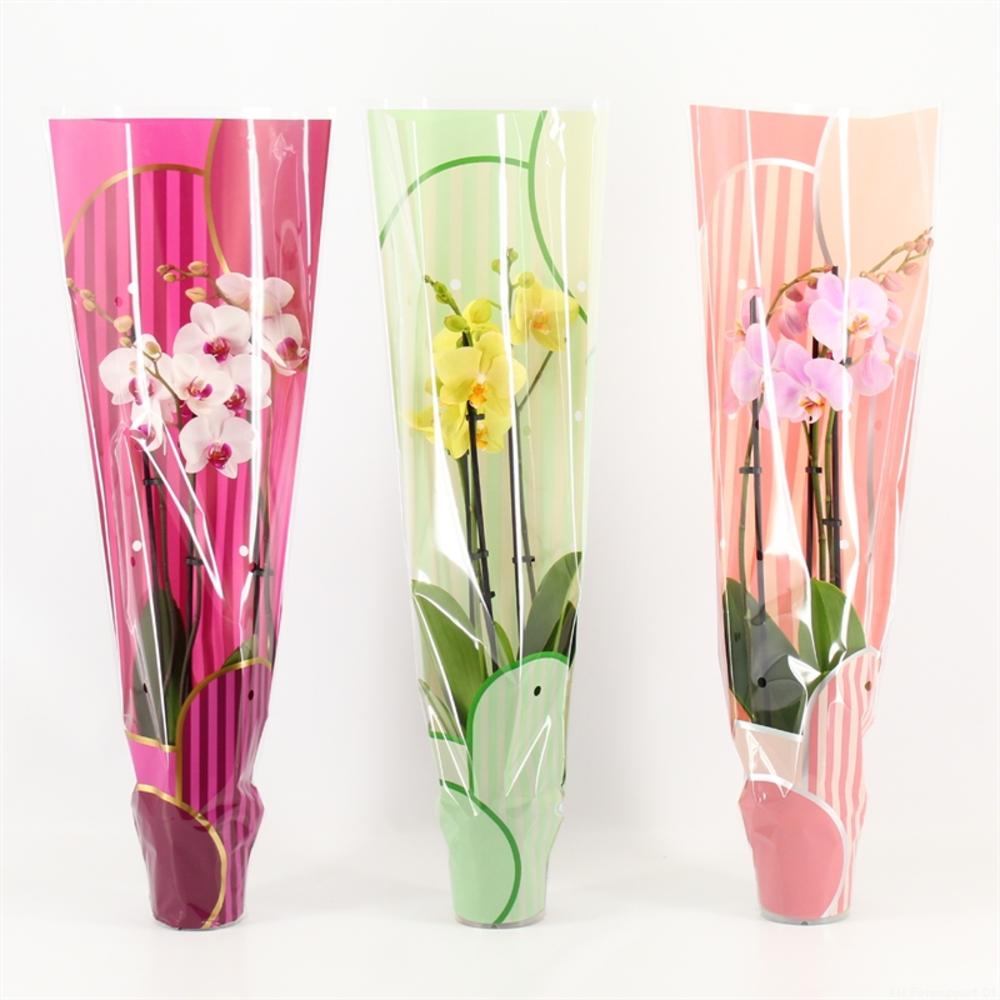Phalaenopsis gemengd 3 tak gemengd in Leandra hoes.