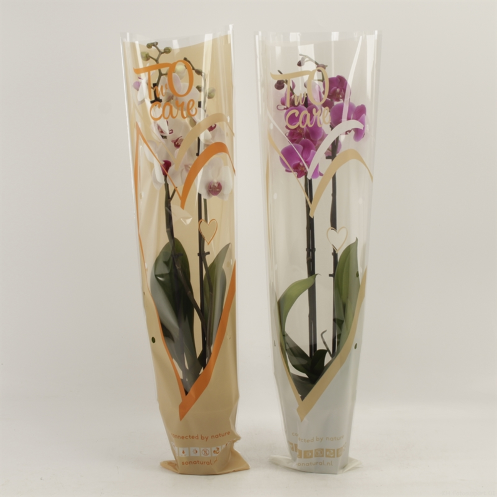 Phalaenopsis gemengd 2 tak gemengd in two care hoe.