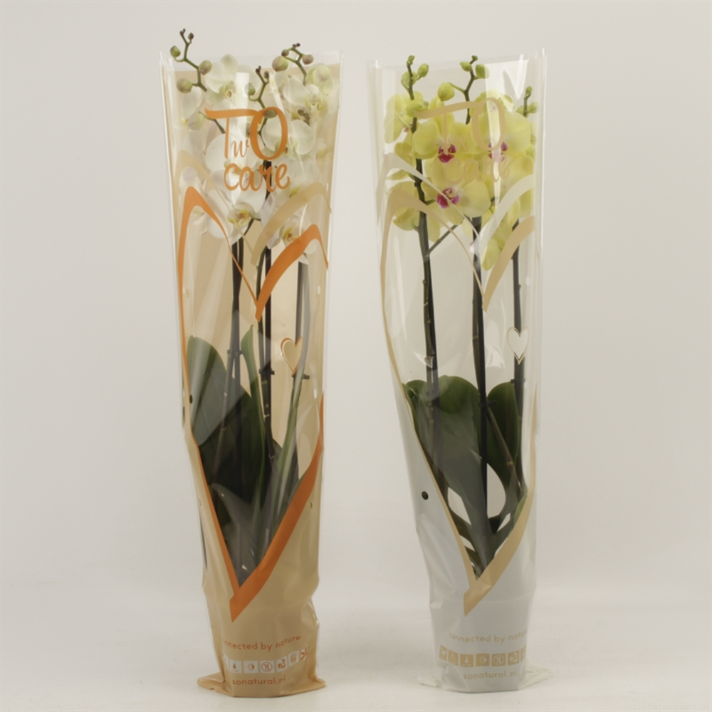 Phalaenopsis gemengd 3 tak gemengd in two care hoe.