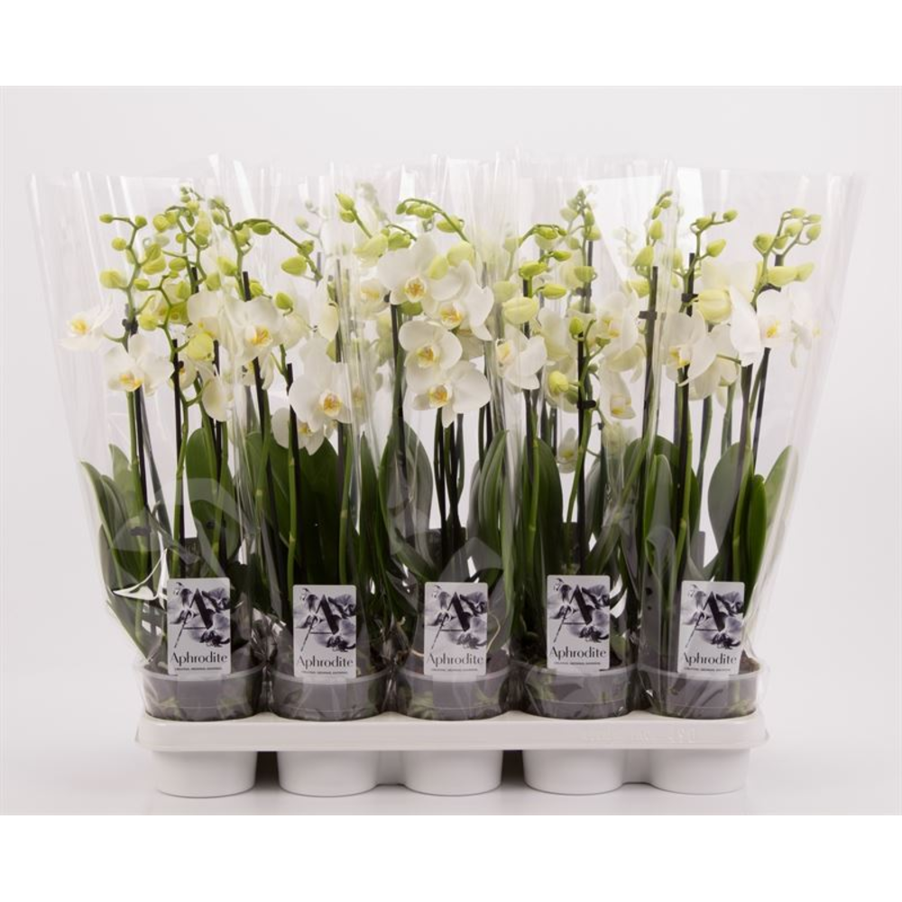 Phalaenopsis overig wit 4 tak wit shorty.