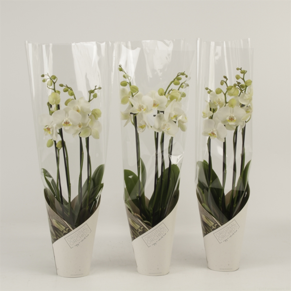 Phalaenopsis overig wit 4 tak wit in koker Artemis.