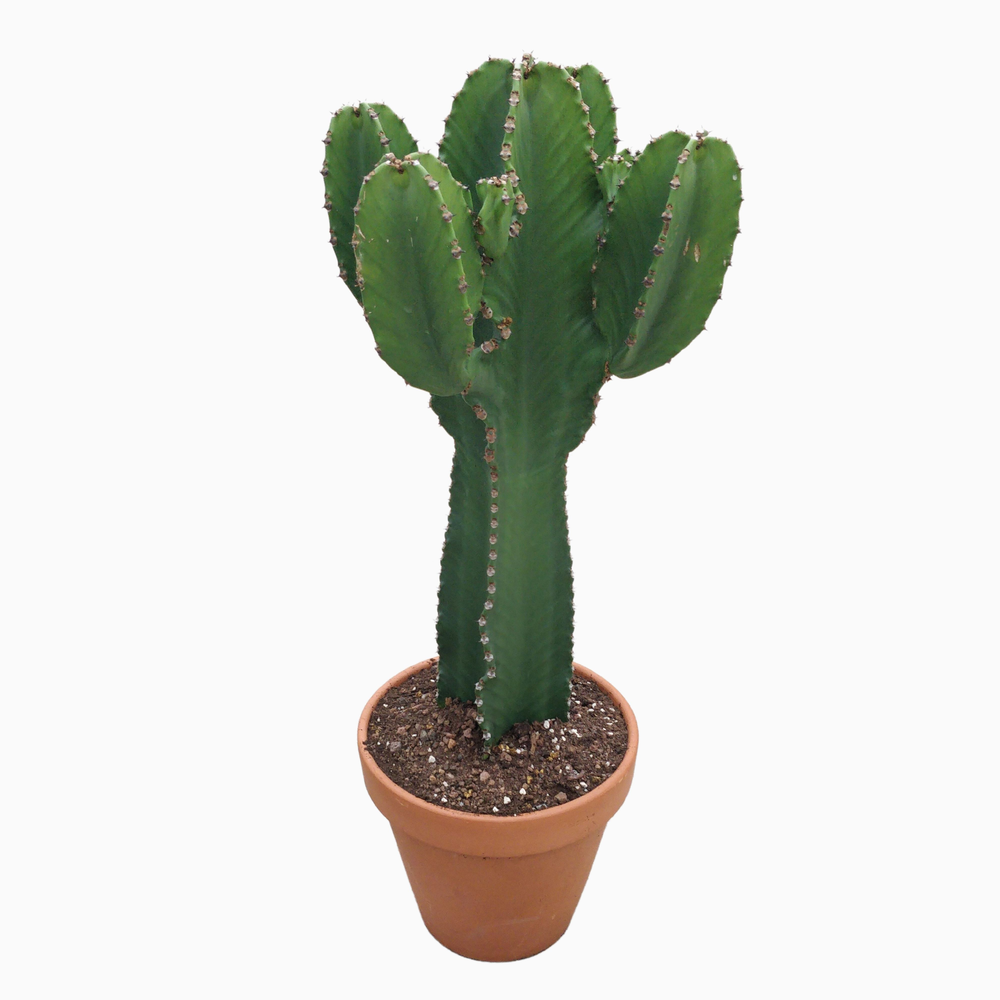 Euphorbia ingens kort 31 cm.