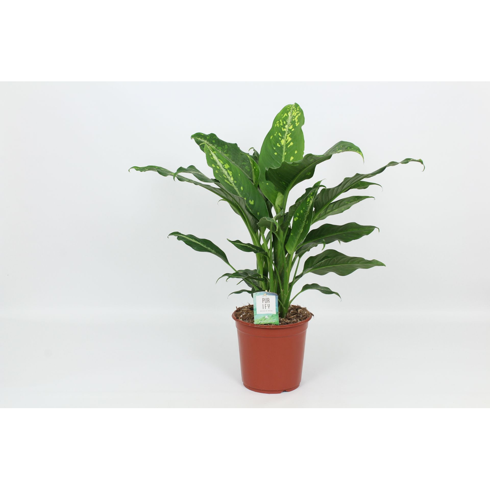 Purify Dieffenbachia Galaxy 24 cm.