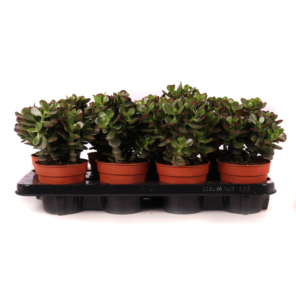 Crassula minor 12 cm.