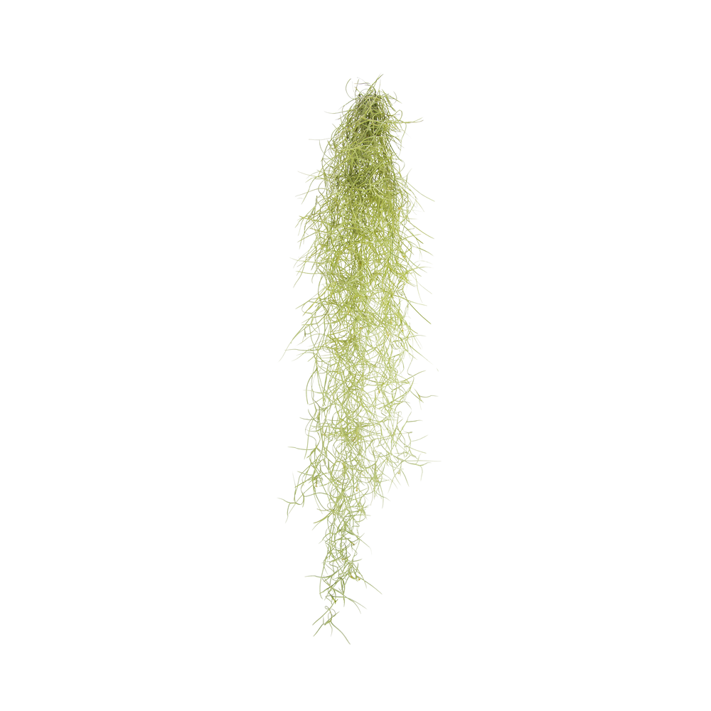 Tillandsia Usneoidus.