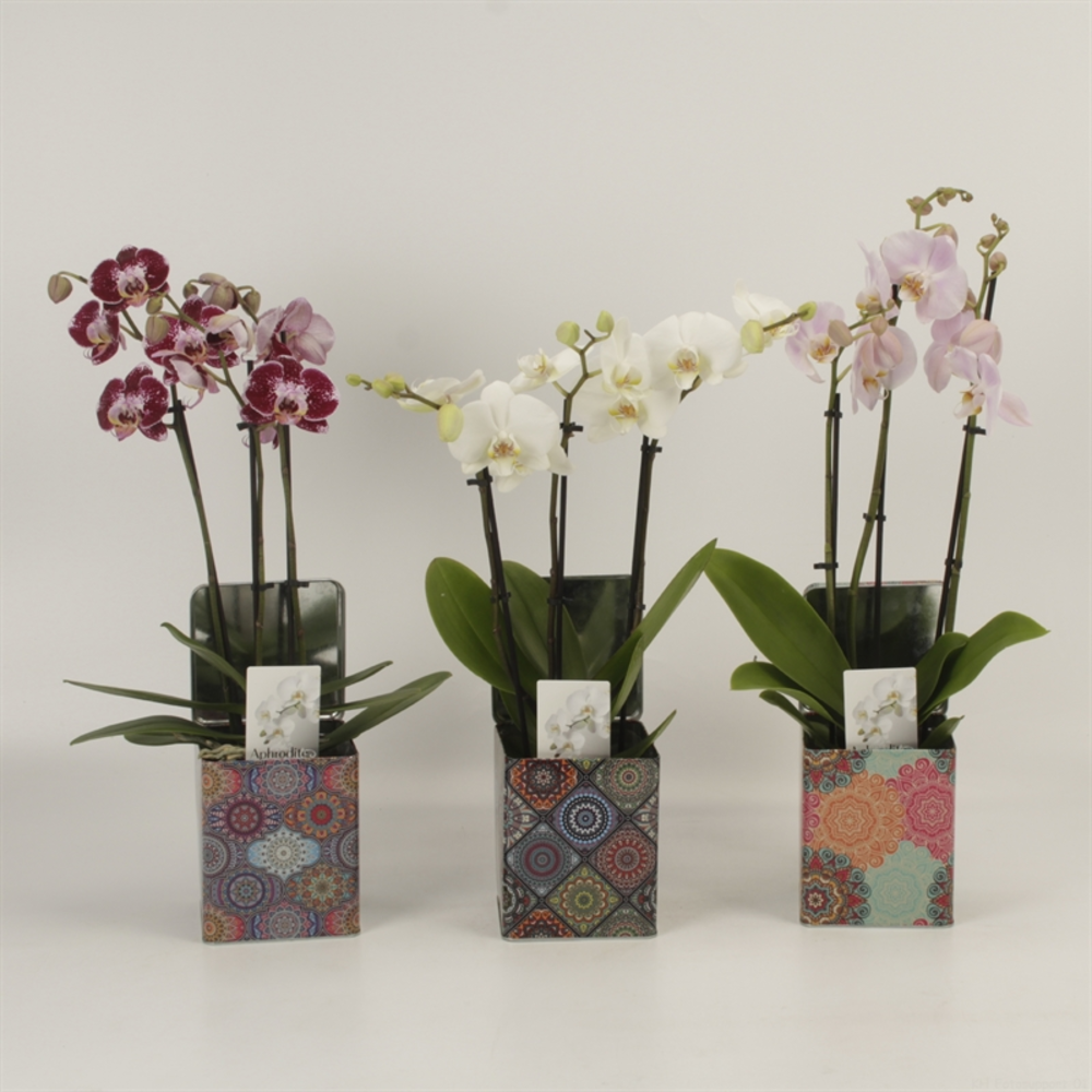 Phalaenopsis gemengd 3 tak gemengd in blik Barbara.