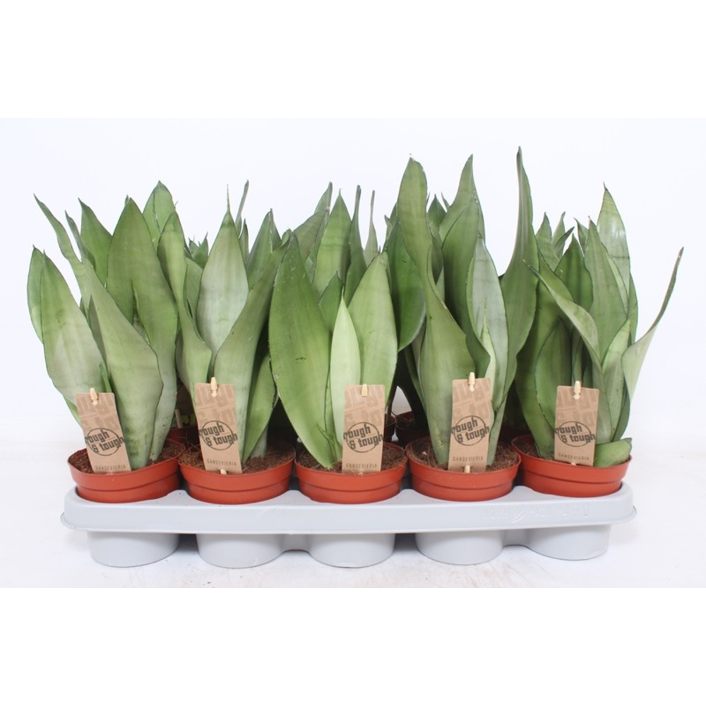 Sansevieria Moonshine.