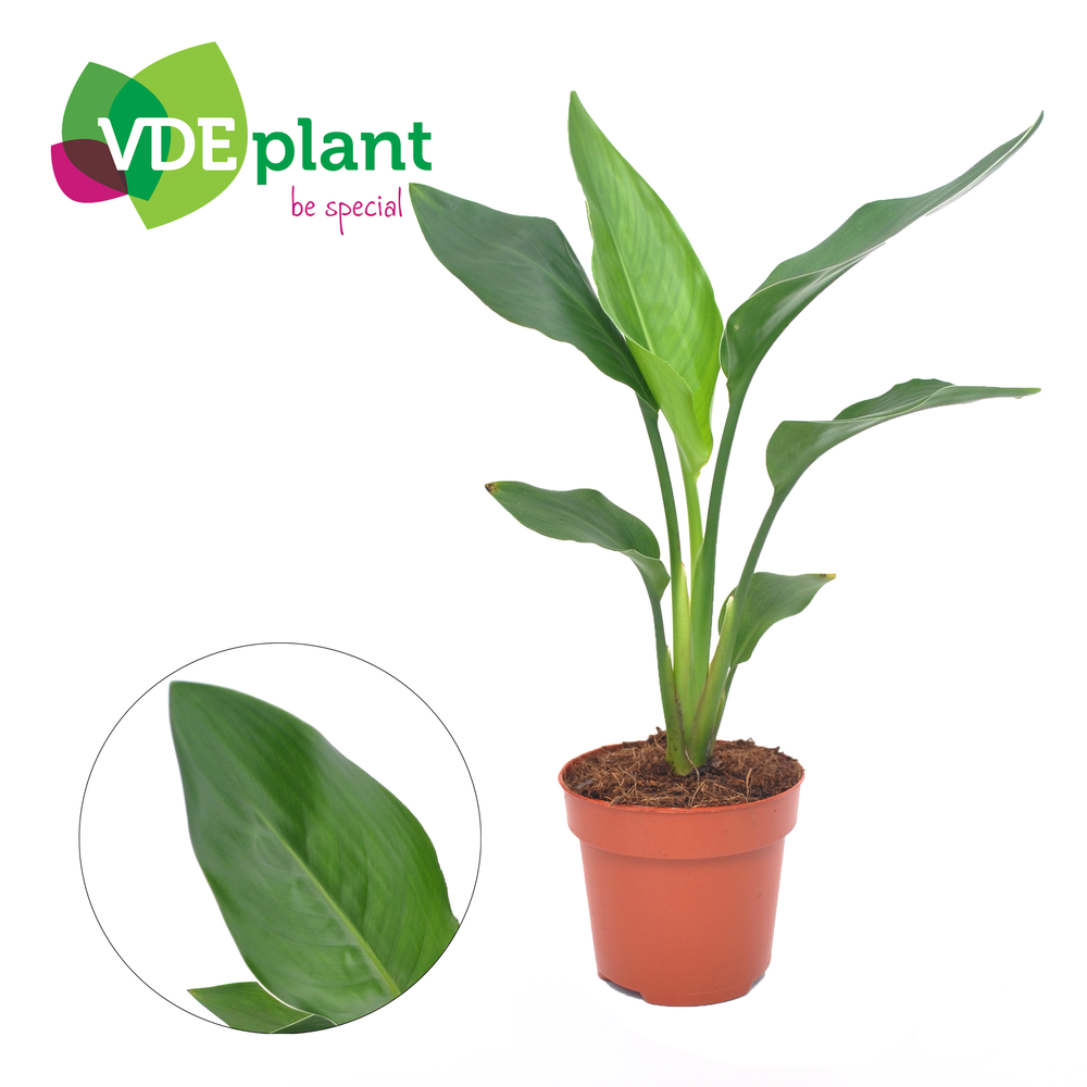 Strelitzia Reginea.
