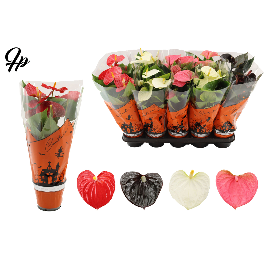 Anthurium 4 color mix in Couture Halloween sleeve.