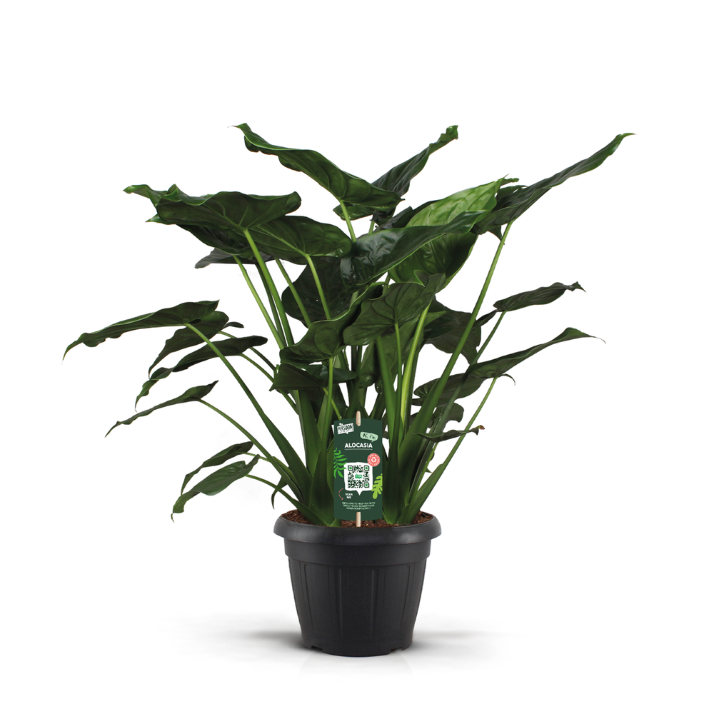Alocasia Cucullata Decopot.