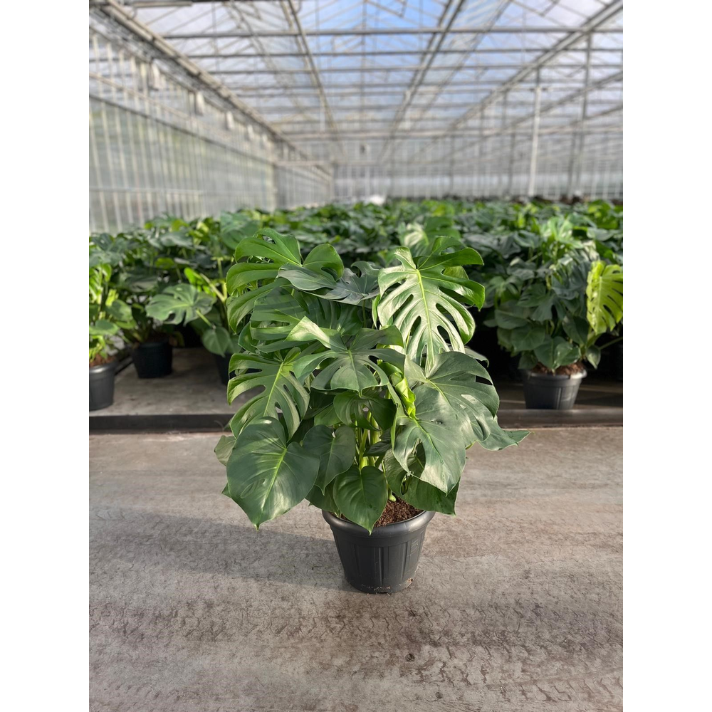 Monstera Deliciosa 35.