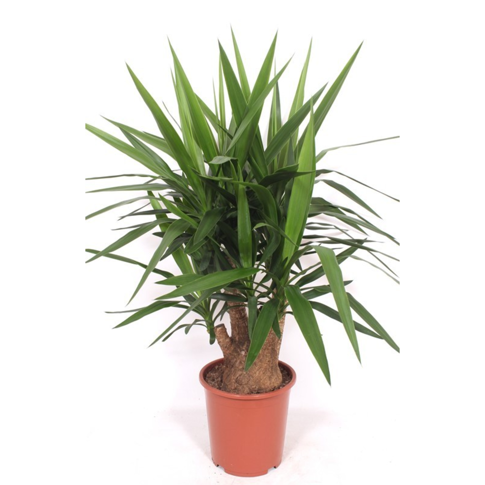 Yucca elephantipes 3+ armen.