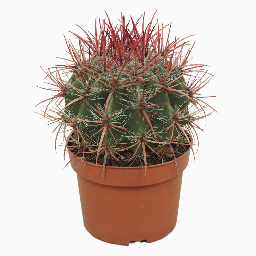 Ferocactus stainesii 13 cm.