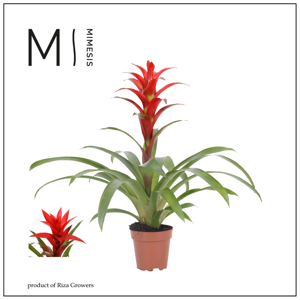 Mimesis Guzmania Suerte Red - 12 cm.