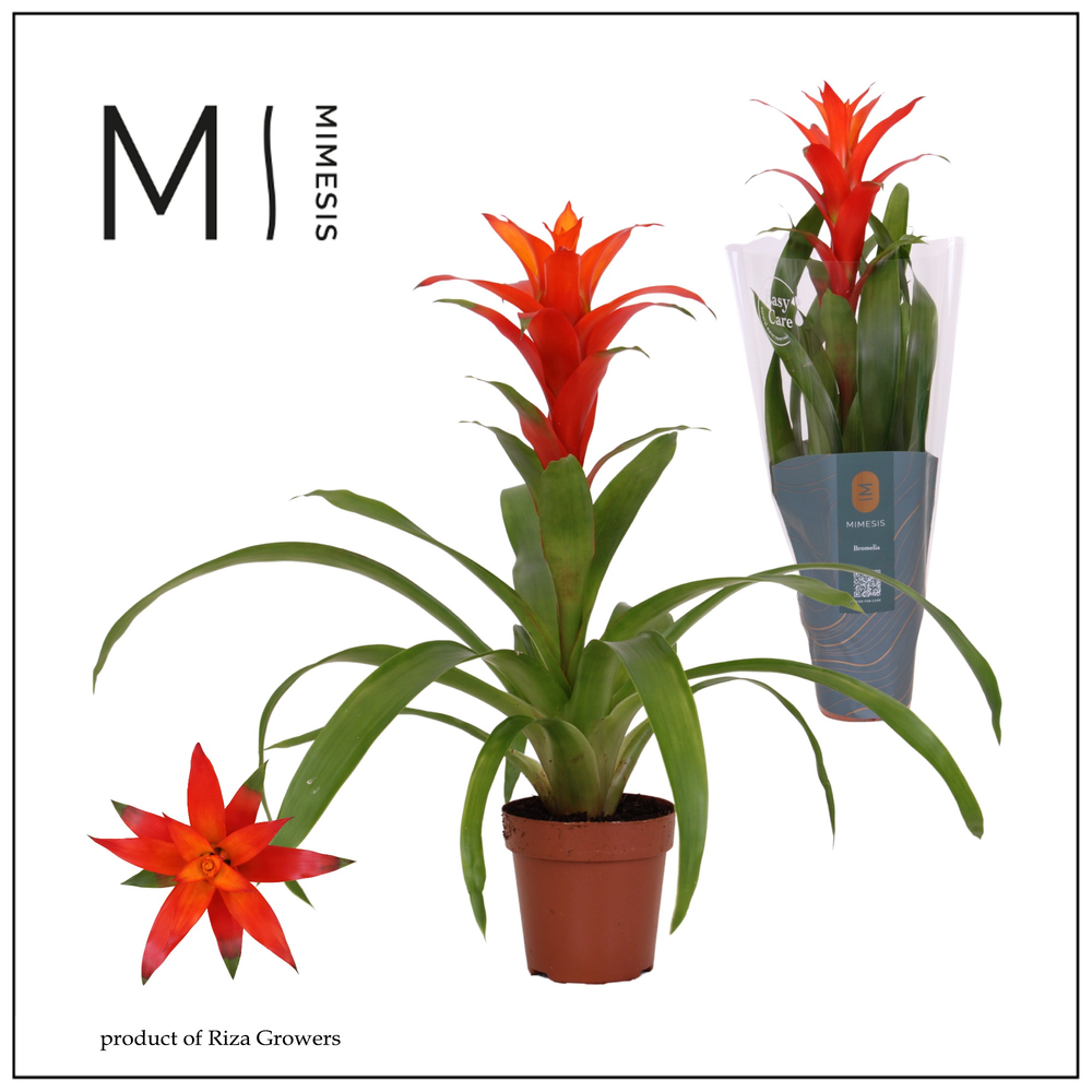 Mimesis Guzmania Suerte Orange -12 cm.