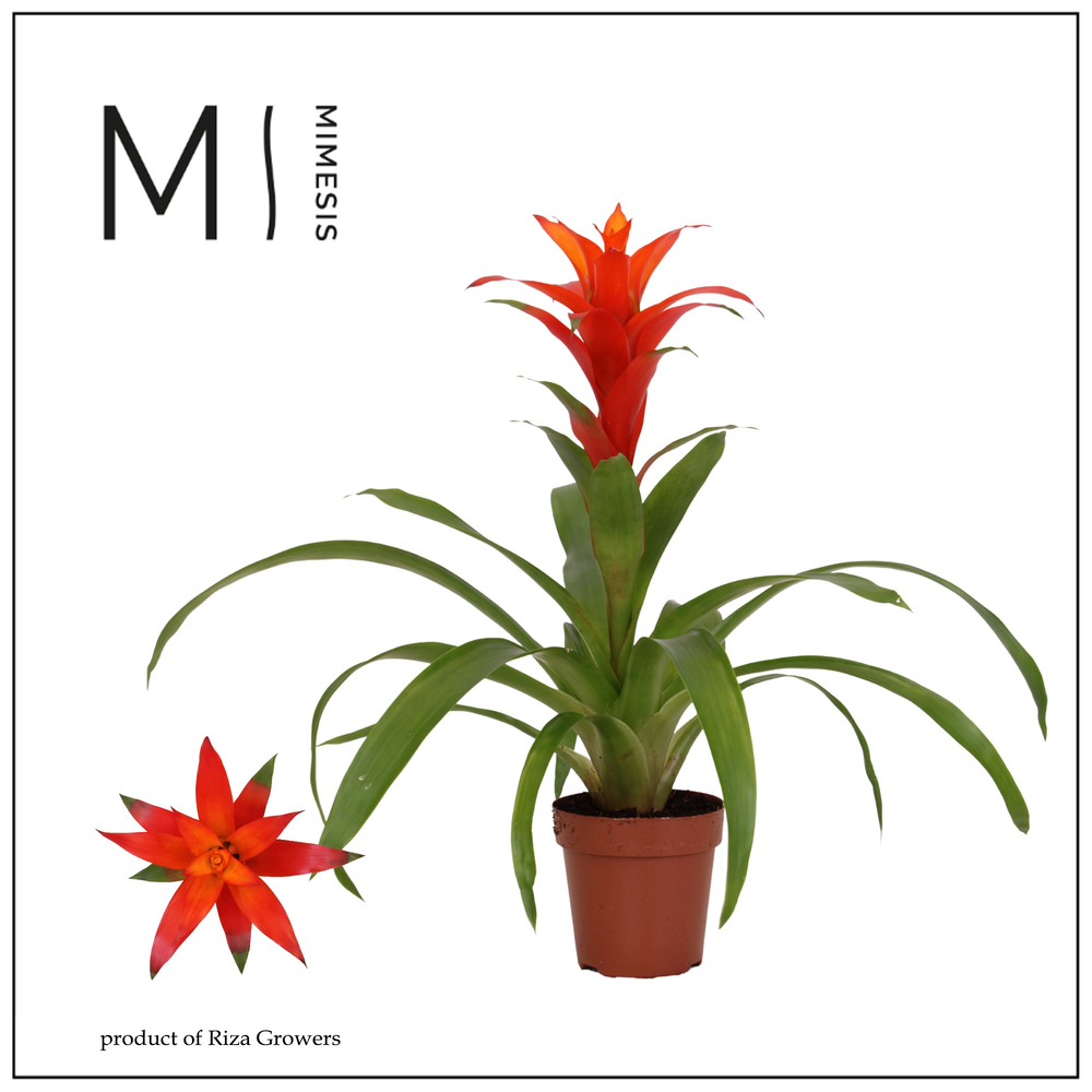 Mimesis Guzmania Suerte Orange - 12 cm.