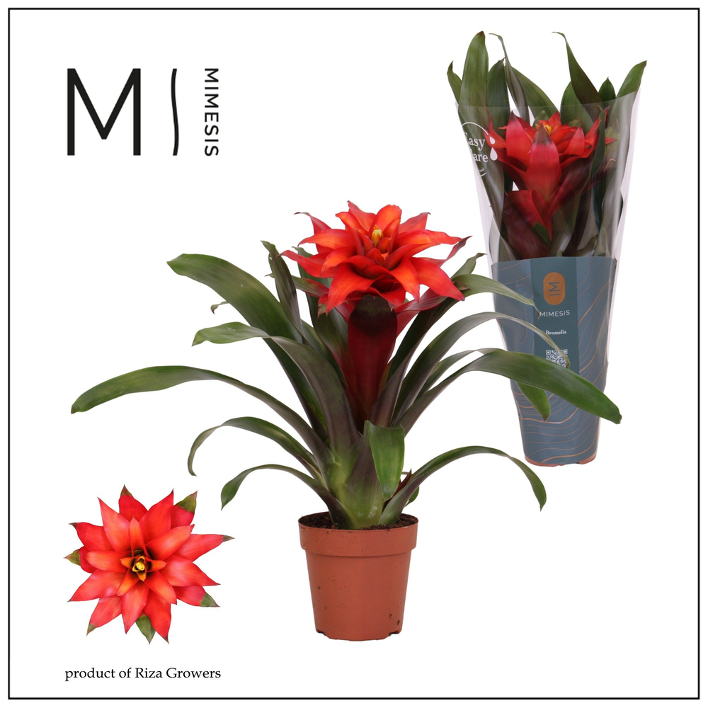 Mimesis Guzmania Fiero Red - 12 cm.