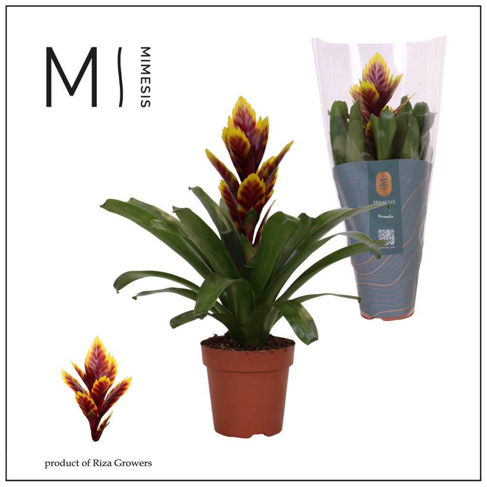 Mimesis Vriesea Intenso Purple Flame -12 cm.